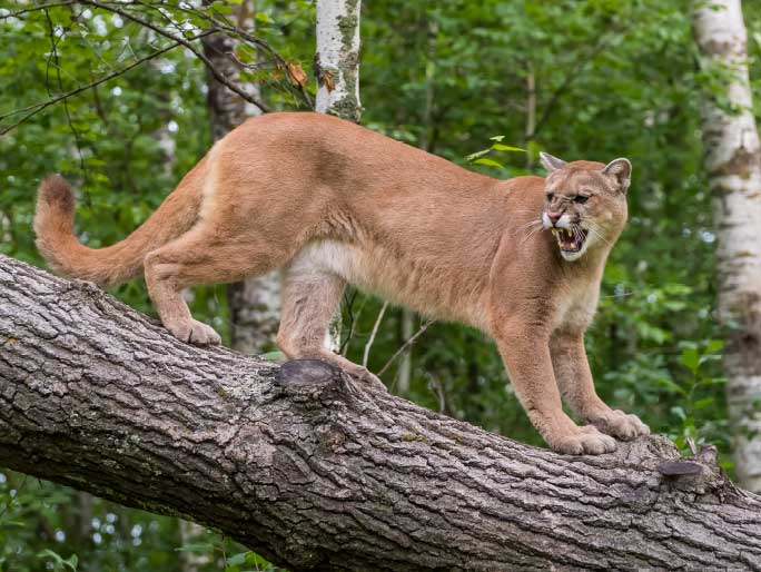 El Plan de manejo ambiental (PMA) permite cuidar la flora y fauna de las regiones