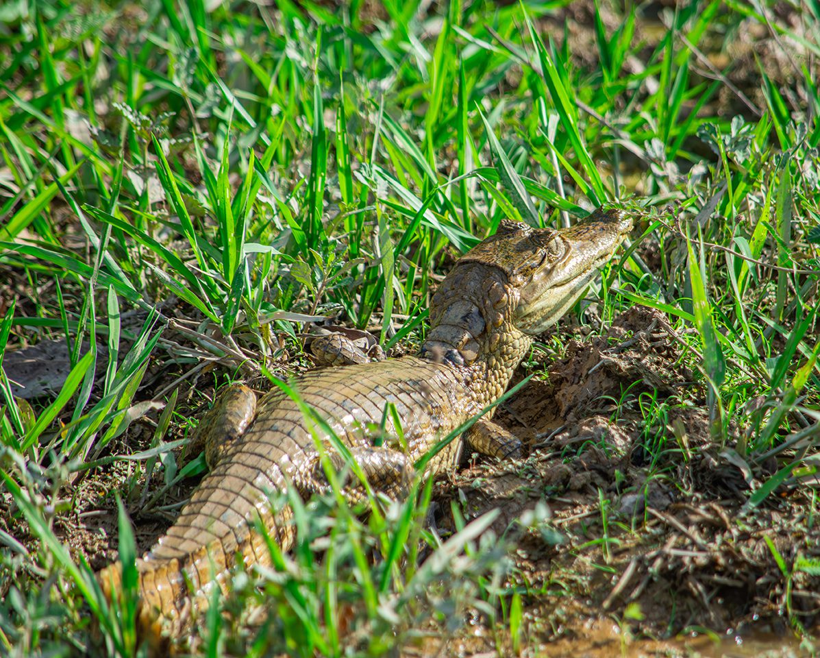 Caiman Llanero