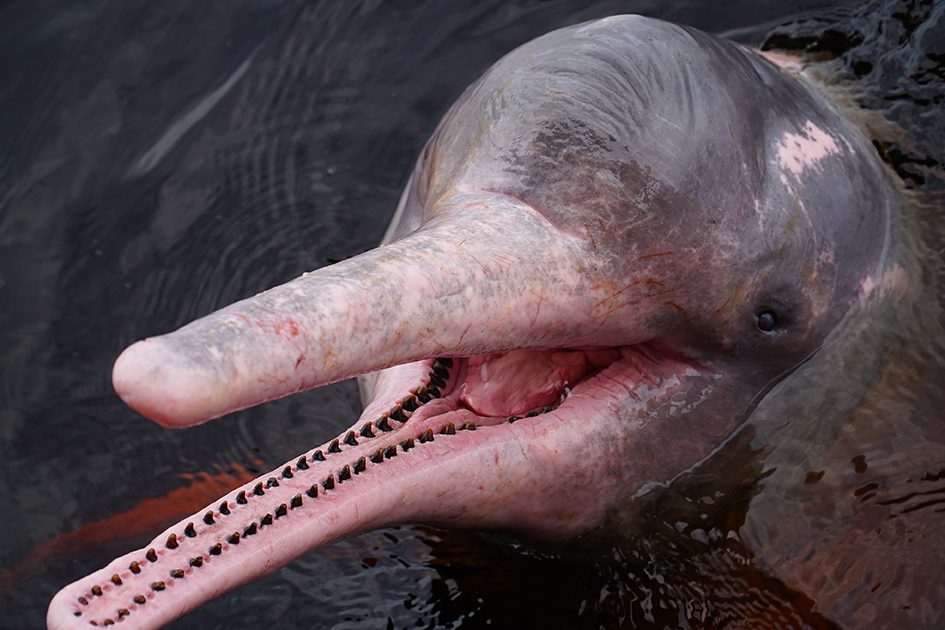 Delfin rosado