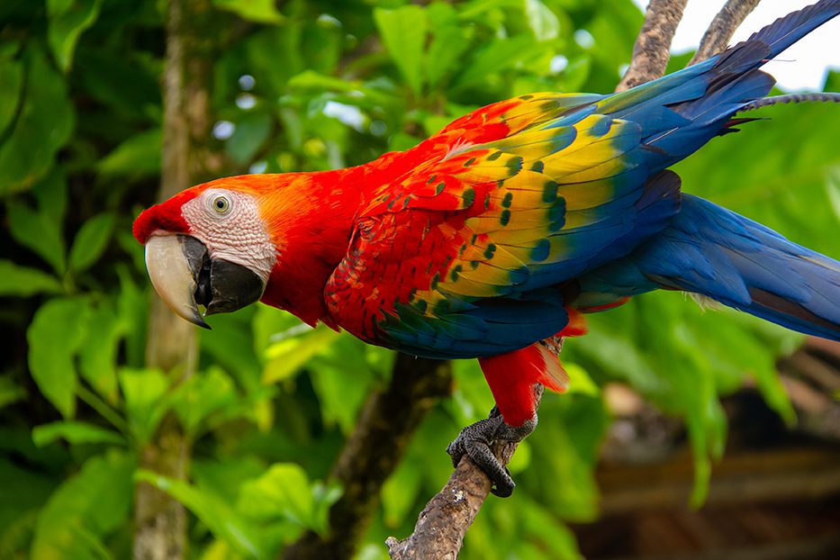Guacamaya colombiana