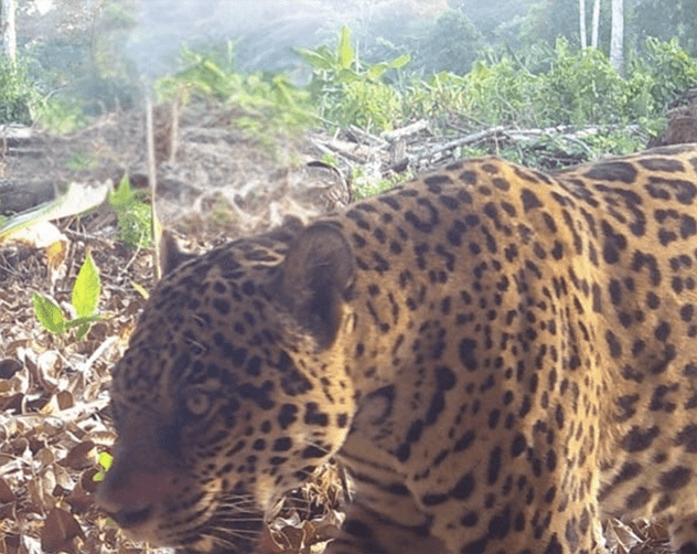 Jaguar o pantera onca que habita en Arauca