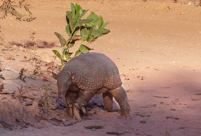 Ocarro, armadillo gigante