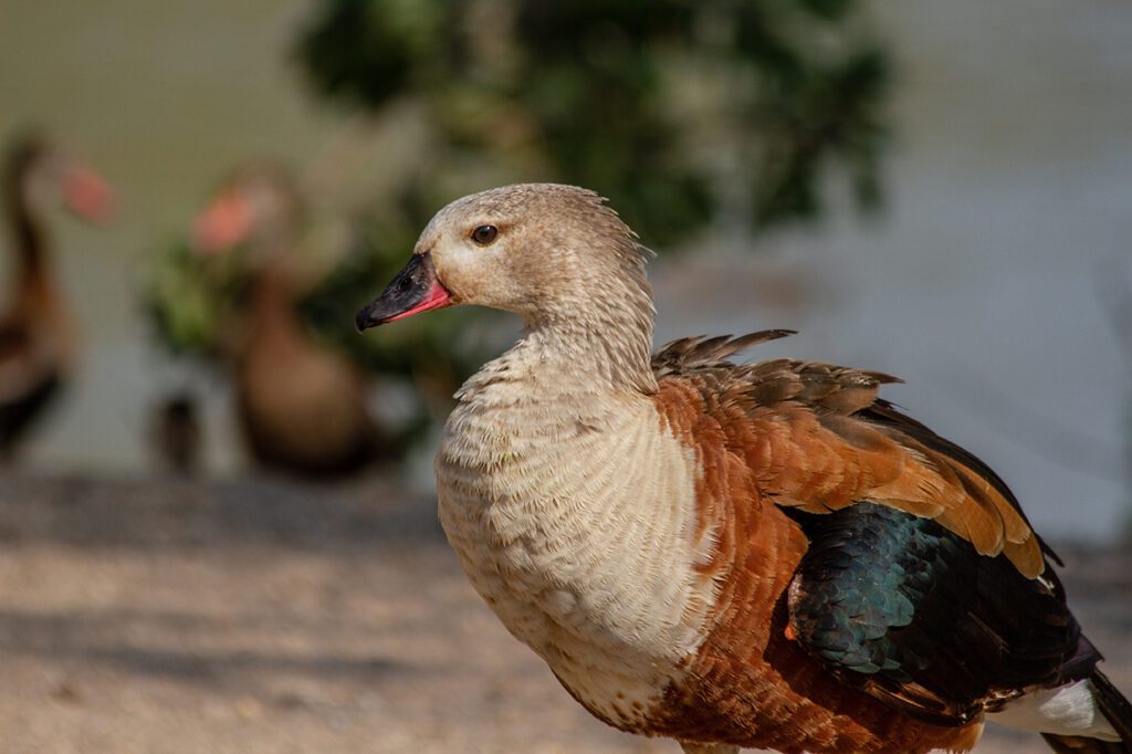 Pato Carretero