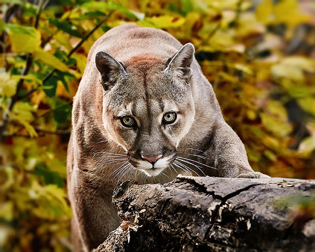 Puma
