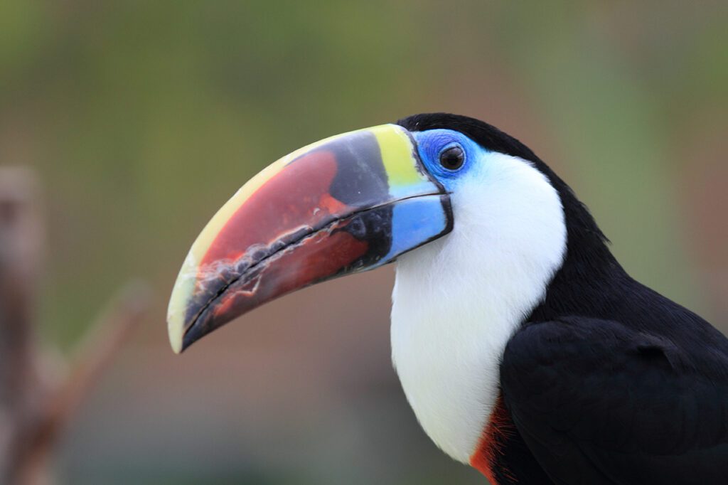 tucan