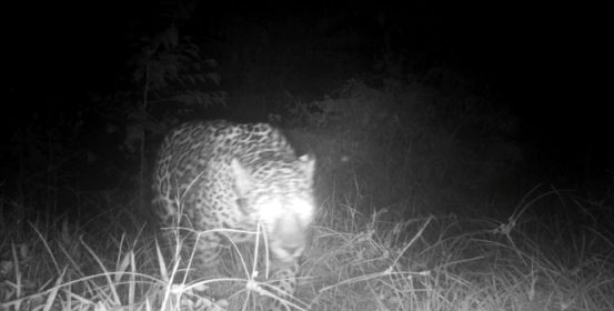 Jaguar 1